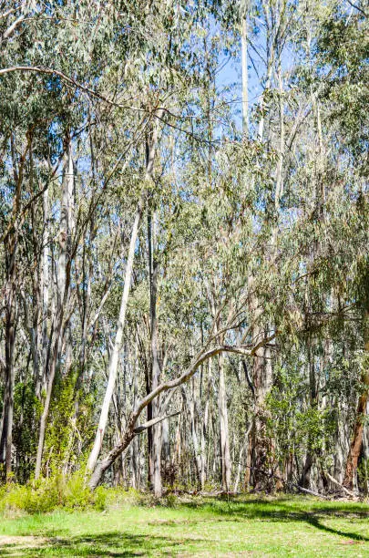 Eucalyptus forest in California with white bark trees during sunny spring day