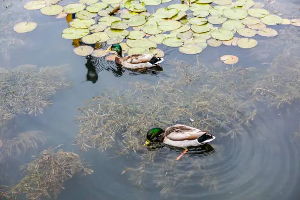 Photo of Two green mallard ducks swimming in pond with lily pads in Carroll Creek in Frederick, Maryland