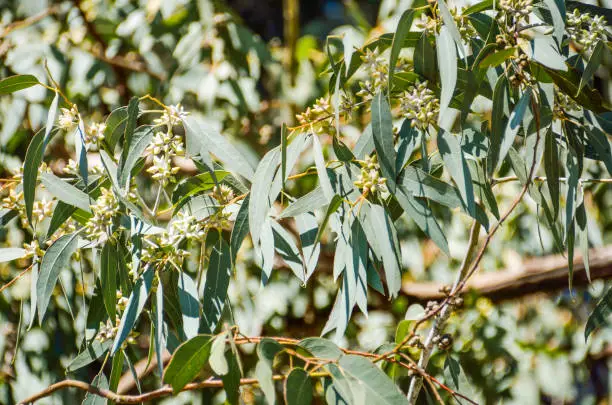 Closeup of eucalyptus leaves and flowers in forest in California with white bark trees during sunny spring day