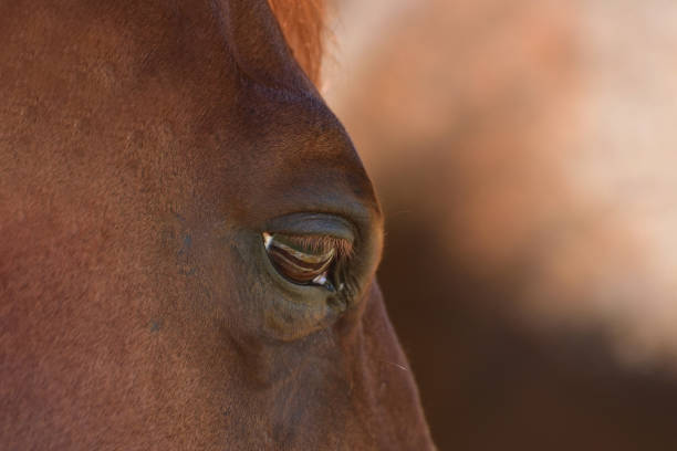 istock Horse Eye Close Up Abstract 700234650
