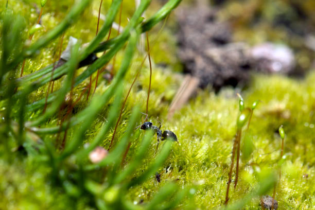 istock Ants on nature in the forest and green moss 700234704
