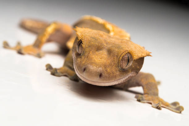 istock Crested Gecko, Correlophus ciliatus 700235168