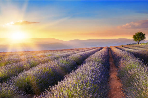 istock Beautiful image of lavender field 700237642