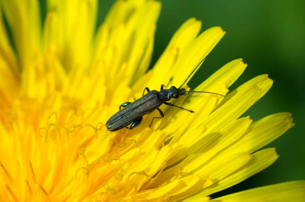 istock Black bug on a dandelion - Nature photography - Macro photography 700240788