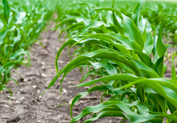 istock Young corn sprouts planted in rows in the field 700241762