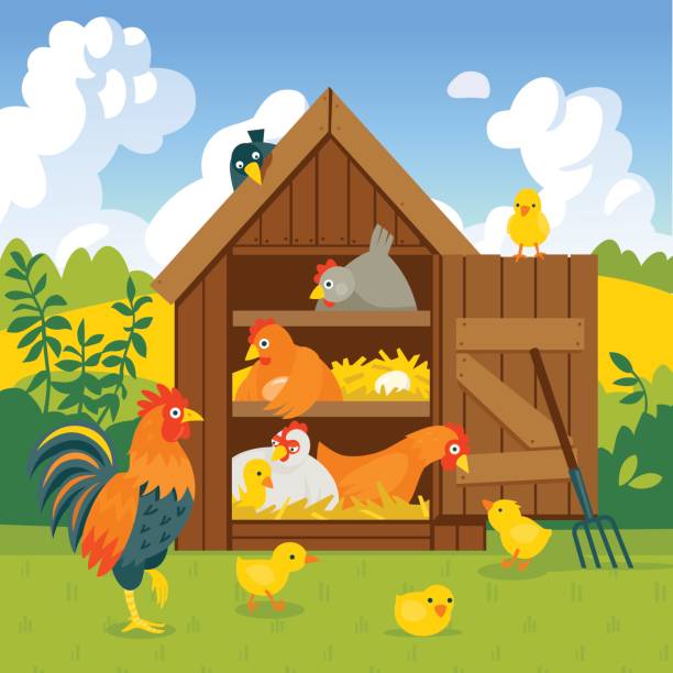 Henhouse with funny birds on a green lawn vector illustration Henhouse with cute chickens, chicks and rooster in summer landscape vector illustration cartoon style chicken coop stock illustrations