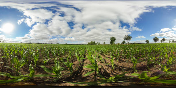 istock 360 degrees spherical panorama of a field with young corn plants under sunnie  blue sky in germany 700247950