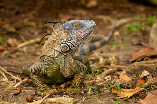 istock Green Iguana close-up portrait 700250422