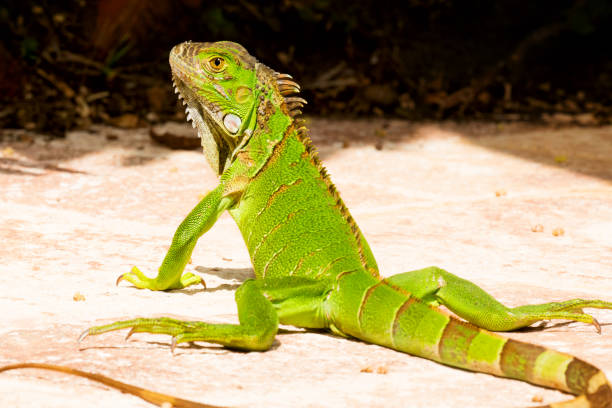 istock Juvenile Green Iguana close-up portrait 700250434