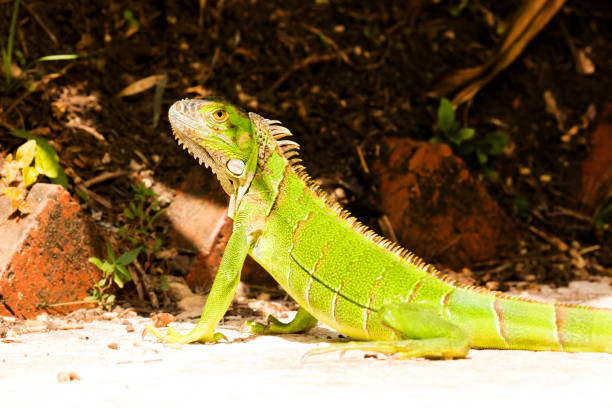 istock Juvenile Green Iguana close-up portrait 700250440