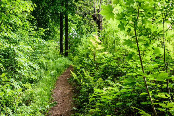 istock green forest in early summer morning 700261986
