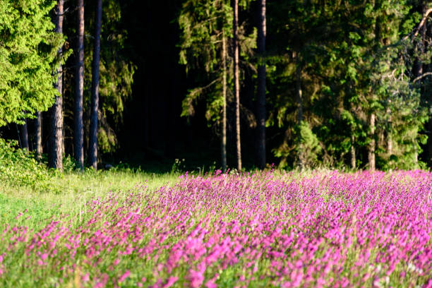 midsummer countryside meadow with flowers. abstract close up neutral background. white and yellow plants blooming