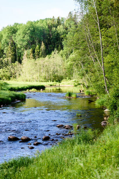 istock beautyful morning light over forest river 700262234