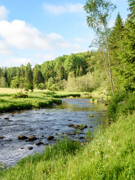 istock beautyful morning light over forest river 700262250