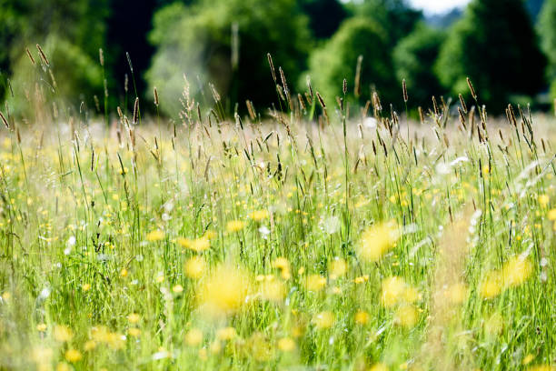istock midsummer countryside meadow with flowers 700262484