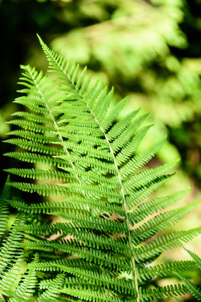 istock View on green Fern leaves under sunlight in the woods. 700262562