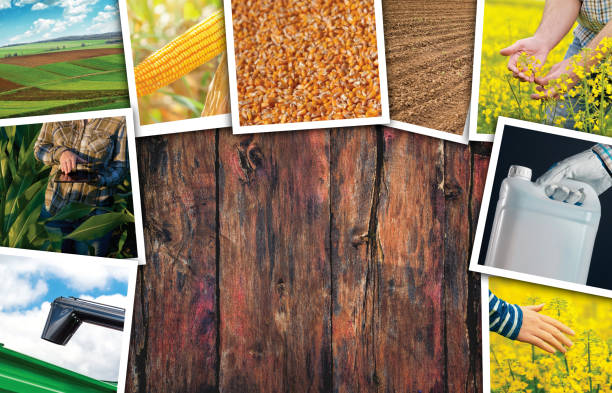 istock Agriculture themed photo collage 700262800