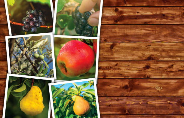 istock Organic fruit production, photo collage with copy space 700262904