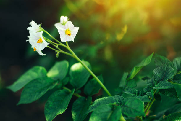 istock Blooming potato plant in vegetable garden 700262958