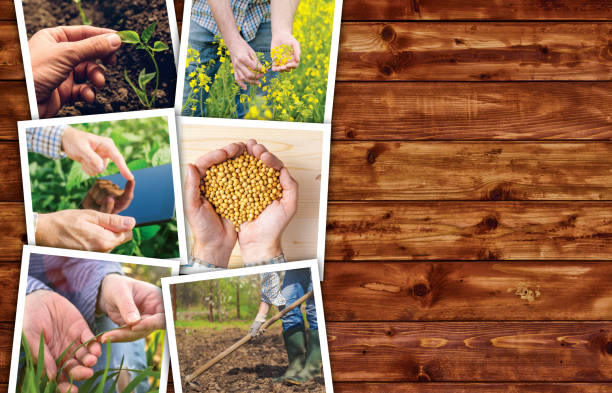 istock Agricultural occupation and activity collage photo 700262966