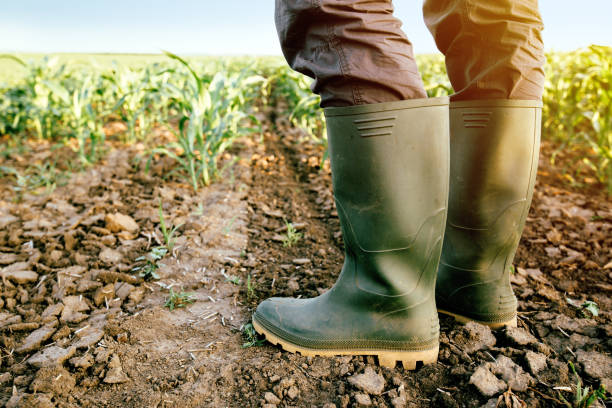 istock Farmer in rubber boots standing in the field 700263280