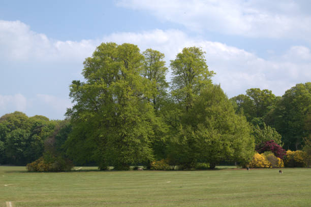 istock Trees and bushes, parkland 700267188
