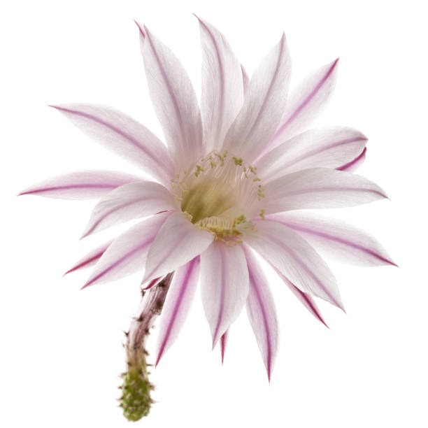 istock Beautiful soft pink cactus flower, isolated on white background 700276808