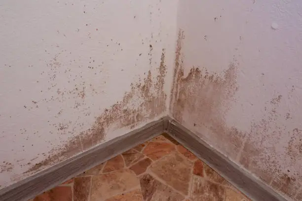 Photo of Mold and dirt and mushrooms