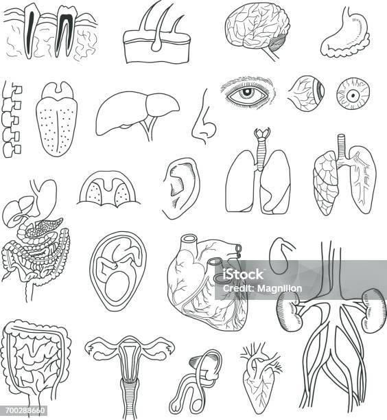 Human Organs Doodle Set Stock Illustration - Download Image Now - Sketch, Anatomy, Drawing - Art Product