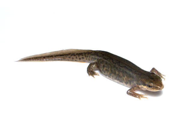 istock Close Up of Smooth Newt On White Background 700290490