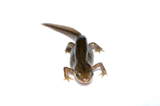 istock Close Up of Smooth Newt On White Background 700290572