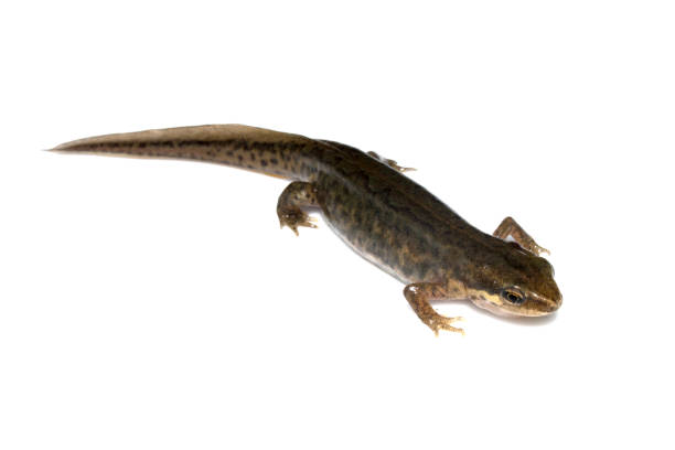 istock Close Up of Smooth Newt On White Background 700290612