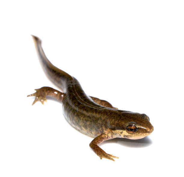 istock Close Up of Smooth Newt On White Background 700290680