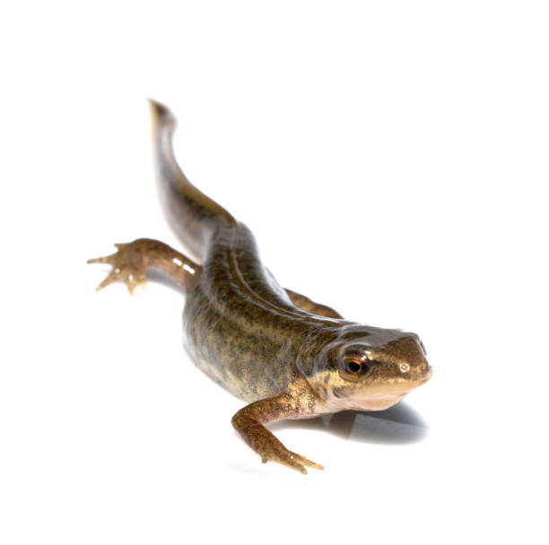 istock Close Up of Smooth Newt On White Background 700290748