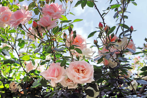 istock Delicate pink roses on the bush 700293290
