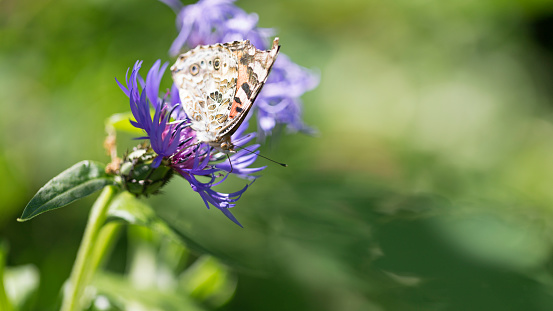 Painted Lady Butterfly on purple Cornflower.