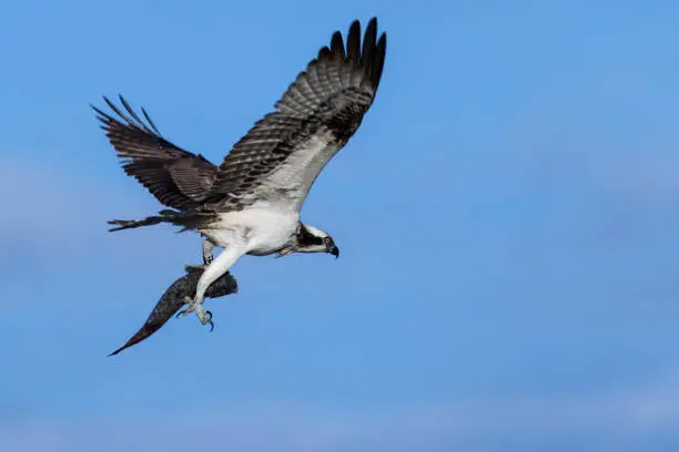 Osprey flying in blue sky, with a fish in its claws.