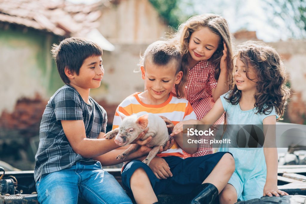 Loving children with baby piglet Group of children holding and carresing a baby piglet Child Stock Photo