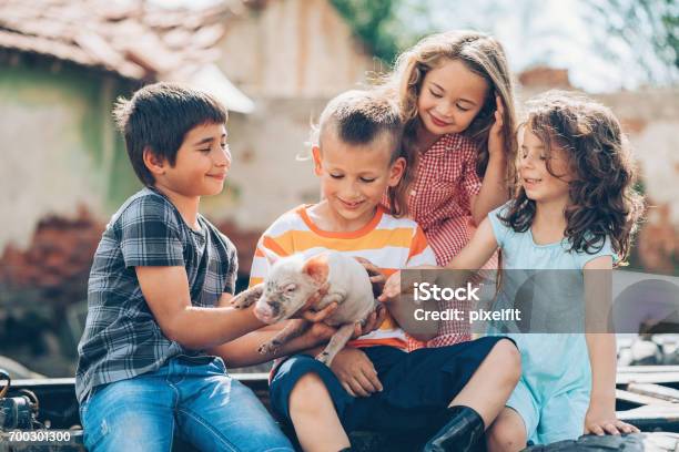 Loving Children With Baby Piglet Stock Photo - Download Image Now - Child, Pig, Petting Zoo