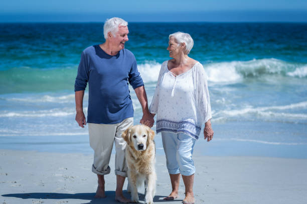 istock Cute mature couple holding hands walking the dog 700301312