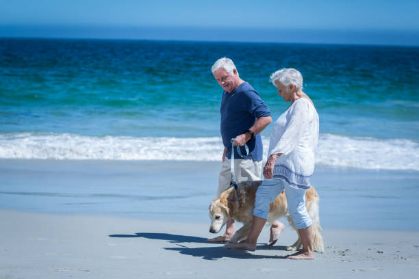 istock Cute mature couple holding hands walking the dog 700301322