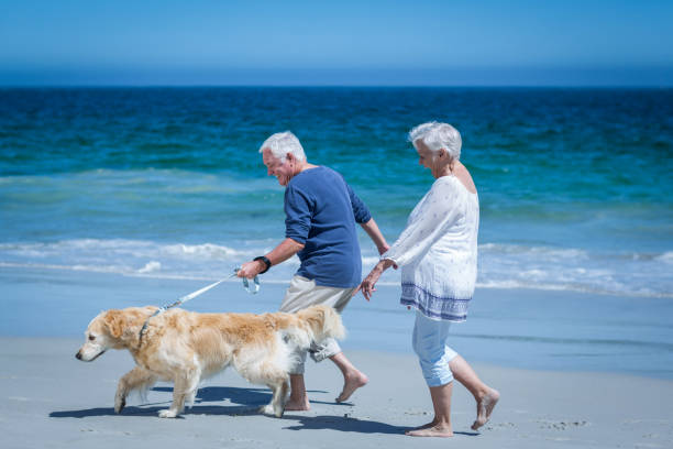 istock Cute mature couple holding hands walking the dog 700301328