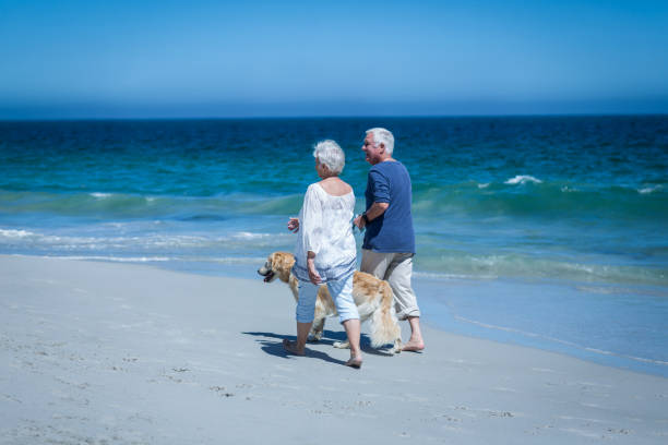 istock Cute mature couple holding hands walking the dog 700303326