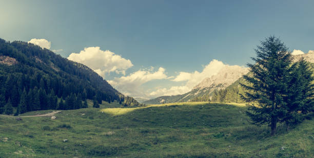 istock Panorama of meadow surrouned by forest. 700310810