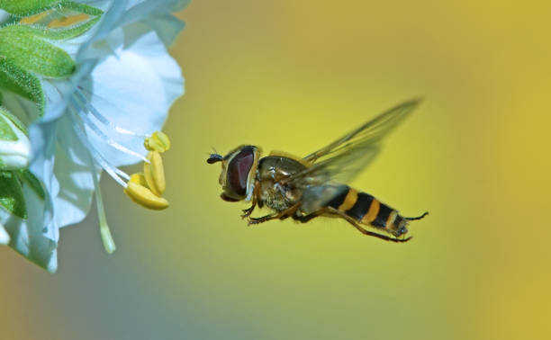 hoverfly al volo - hoverfly nature white yellow foto e immagini stock