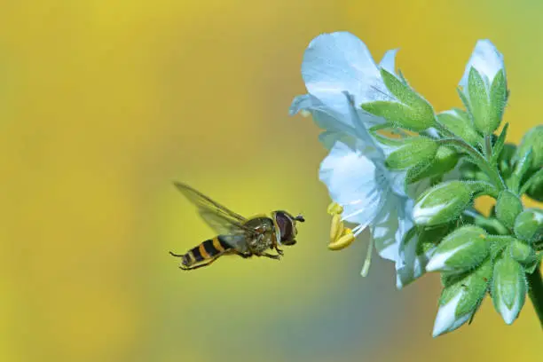 Hoverfly,Eifel,Germany.