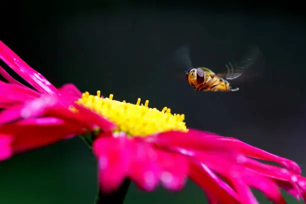 Hoverfly on summer daisy,Eifel,Germany.