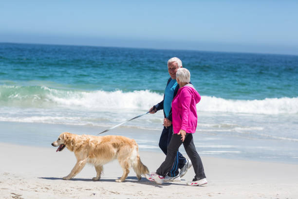 istock Cute mature couple walking their dog 700319102