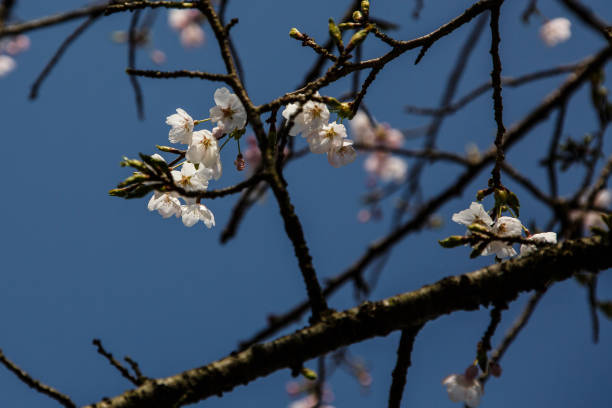 istock Cherry blossom in Tokyo 700319494