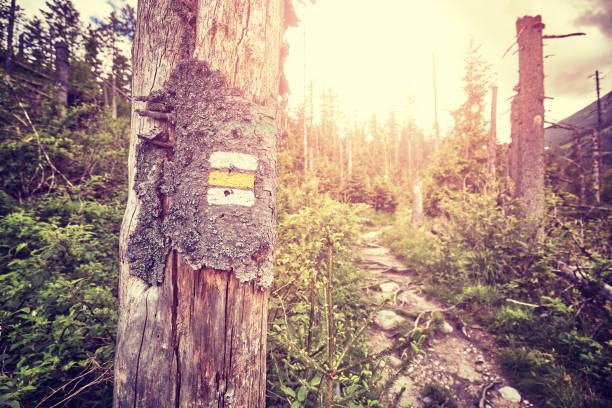 Vintage toned hiking trail marking painted on tree in High Tatra Mountains, Slovakia.
